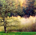 arbre 26_02_11n02